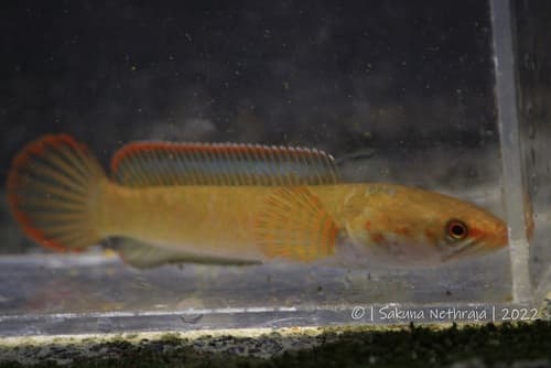 Ceylon Snakehead