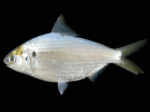Chacunda Gizzard Shad