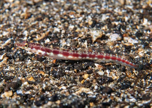Schmitt's Pikeblenny
