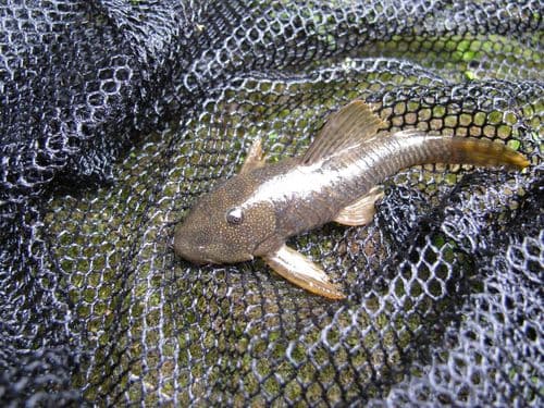 Chaetostoma bifurcum