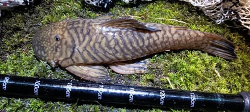 Branick's Chaetostoma