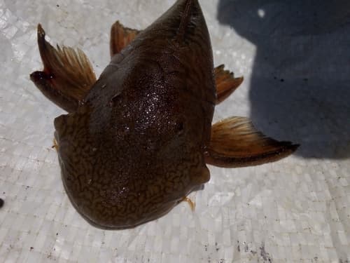 Chaetostoma brevilabiatum