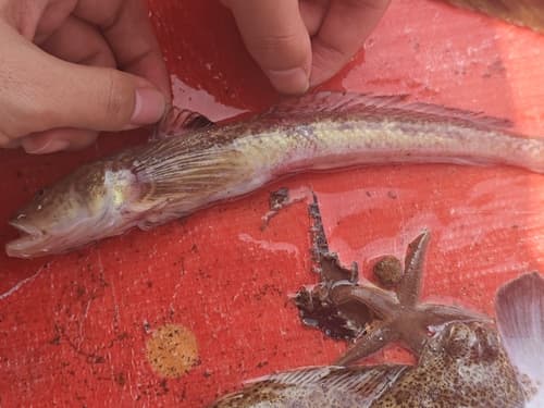 Chaeturichthys jeoni