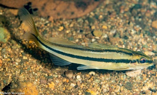 Chagres Catfish