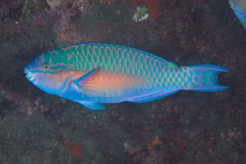 Chameleon Parrotfish