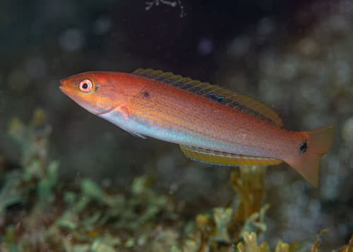 Chameleon Wrasse