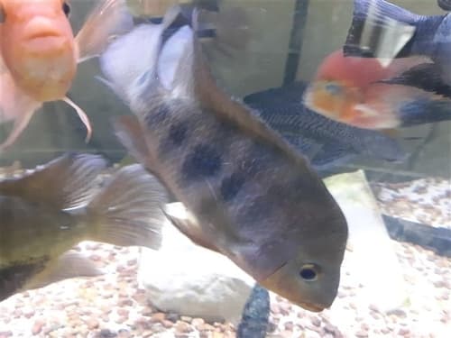 Chancho Cichlid