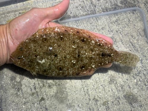 Channel Flounder