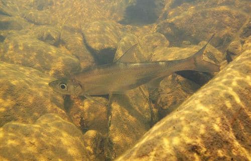 Recurved-snout Minnow