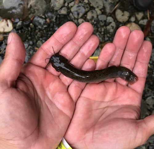 Chapman's Pencil Catfish