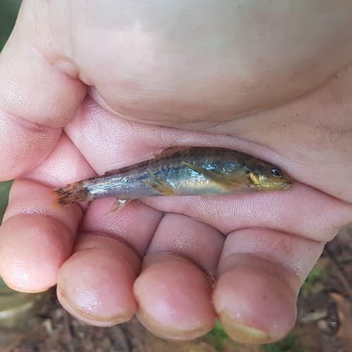 Gomes' Darter Characin