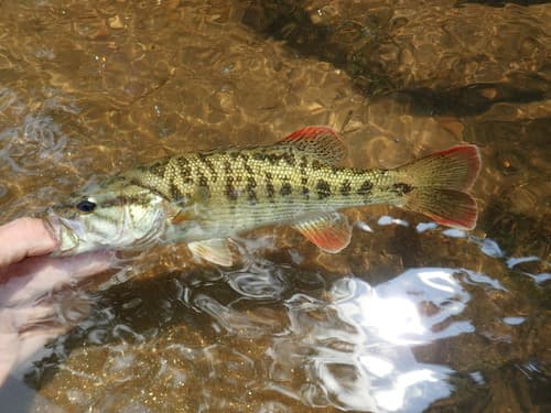 Chattahoochee Bass