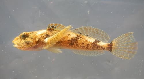 Chattahoochee Sculpin
