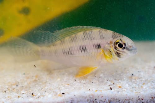 Checkerboard Cichlid