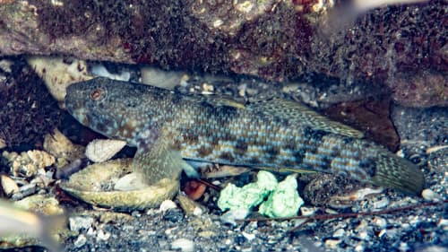 Checkerboard Frillfin