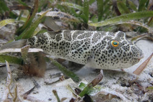 Checkered Puffer