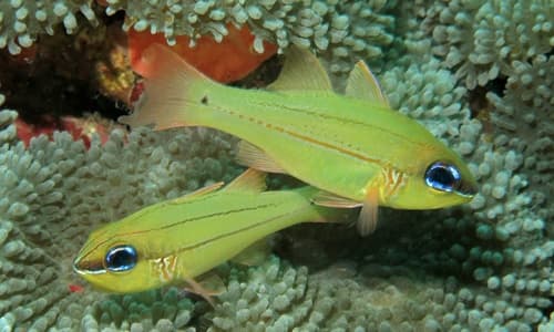 Cheekbar Cardinalfish