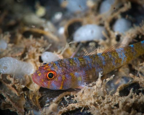 Cheekscale Dwarfgoby