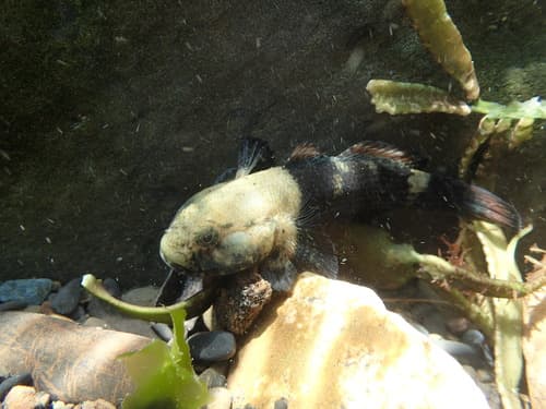 Cheekscaled Frillgoby