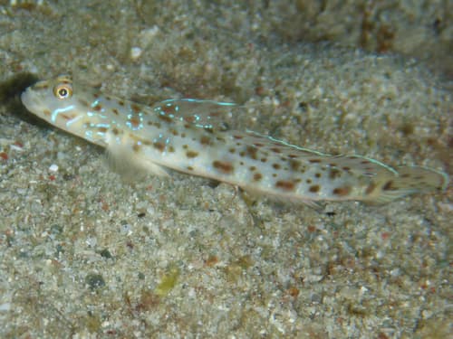 Cheekstreak Goby