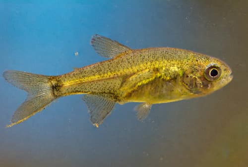 Southern Tetra