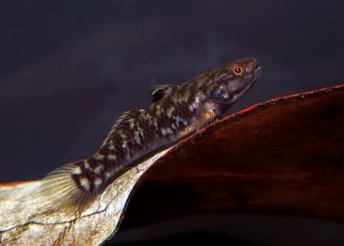 Chequered Mangrovegoby