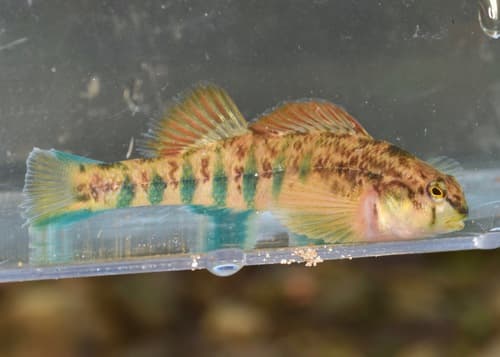 Cherokee Darter