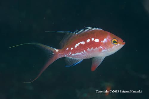 Cherry Anthias