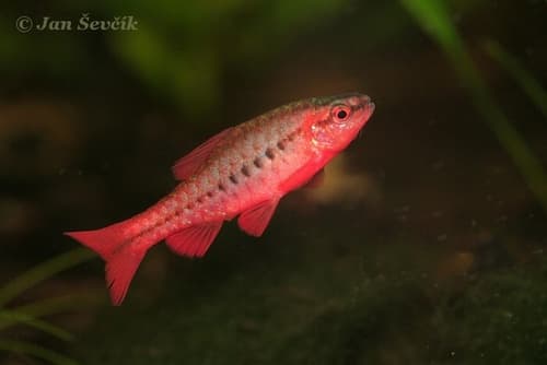Cherry Barb