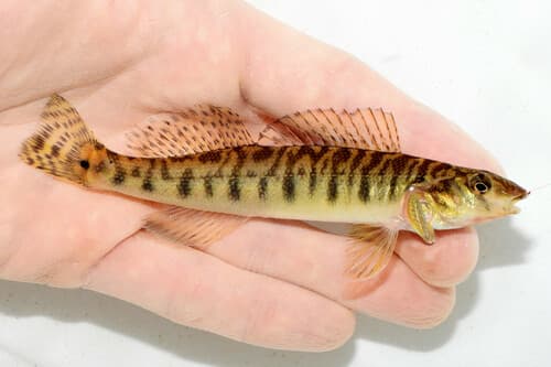 Chesapeake Logperch