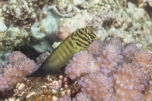 Chestnut Blenny