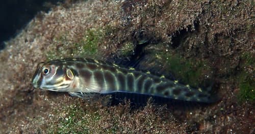 Chevron Blenny