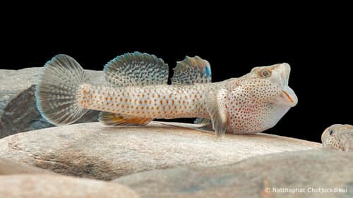 Chiangmai Stream Goby