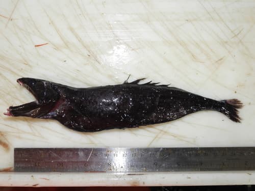 Hartel's Black Swallower