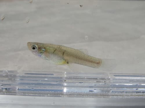 Chihuahua Mosquitofish