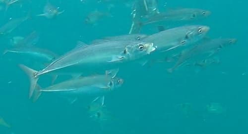 Chilean Jack Mackerel