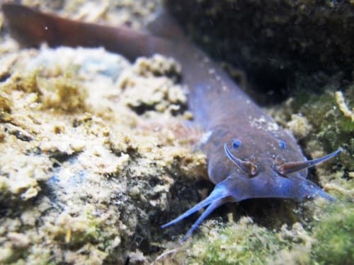 Chilean Pencil Catfish