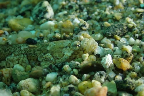 Chilean Sand Stargazer