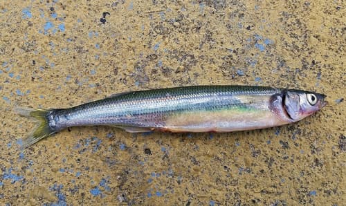 Chilean Silverside