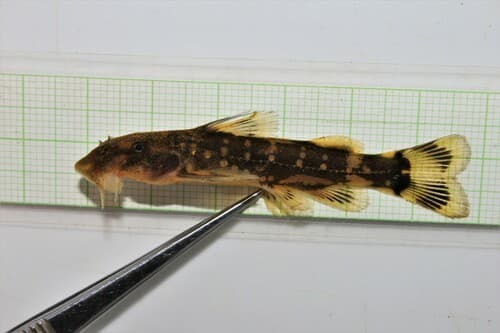 Chiloglanis emarginatus