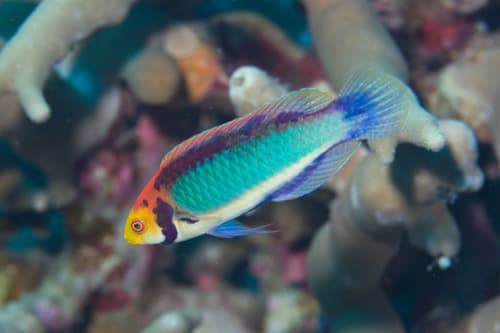 Chin-strap Fairy Wrasse