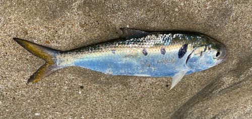 Chinese Gizzard Shad