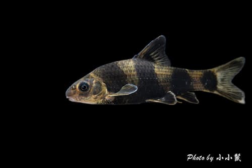 Chinese Lake Gudgeon