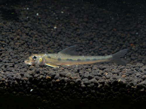 Chinese Lizard Gudgeon