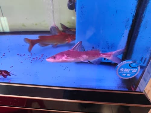 Chinese longsnout catfish