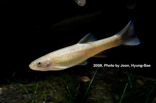 Chinese Minnow