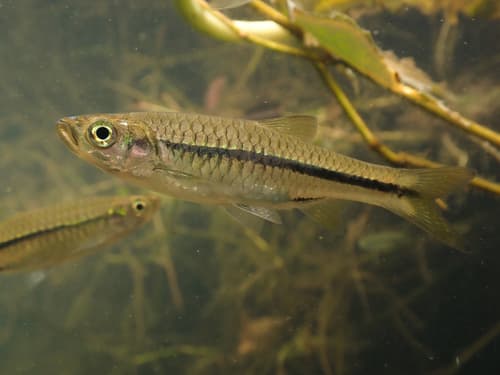 Chinese Rasbora