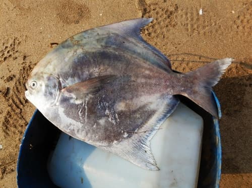 Chinese Silver Pomfret