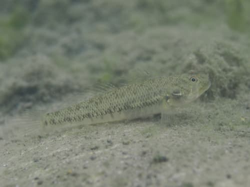 Chinstripe Goby