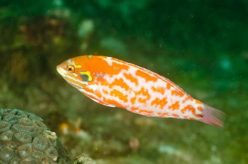 Choat's Wrasse